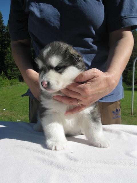 Faros4vk (2).JPG - Faros 4 weeks